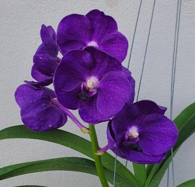 Vanda Tristar Blue Blooming Size