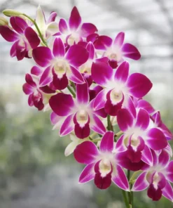 Dendrobium Udon Red Medium Size