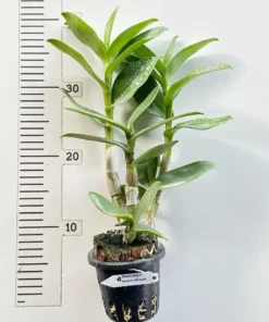 Alternative view of Ready to Flower Size Dendrobium Brown Red Spin