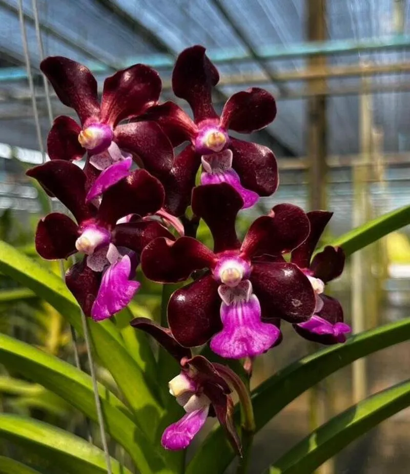 Vanda Merrilli x Paksorn Fragrance Blooming Size