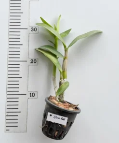 Alternative view of Dendrobium Udon Red Medium Size