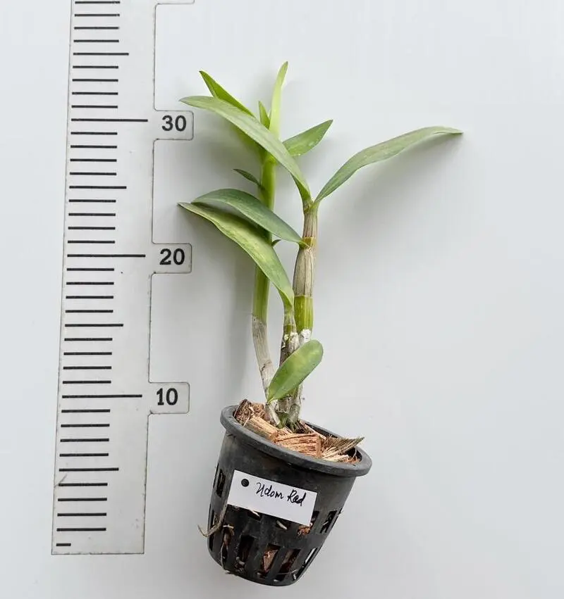 Dendrobium Udon Red Medium Size - Image 2