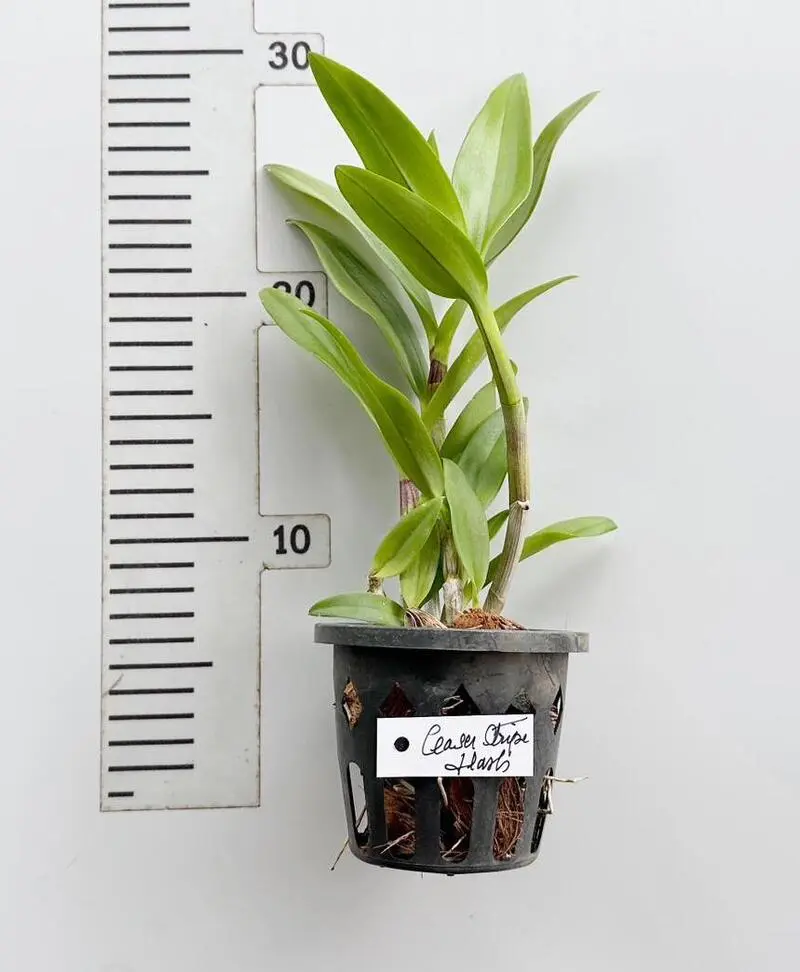 Dendrobium Caesar Stripe Splash 5% Medium Size - Image 2