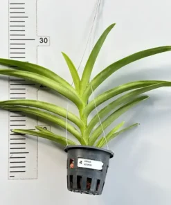 Alternative view of Mokara Aomyai Blooming size