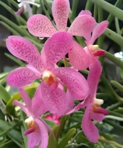 Mokara Christine Pink Blooming size