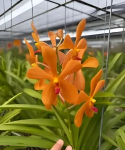 Mokara Aomyai Blooming size