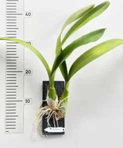 Alternative view of Cordigara Normal Blooming Size