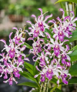 Dendrobium 5% Splash Medium Size