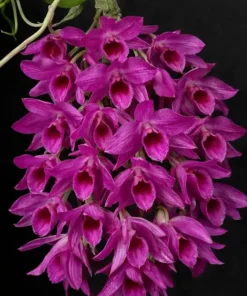 Ready to Flower Size Dendrobium Nestor Red Dragon