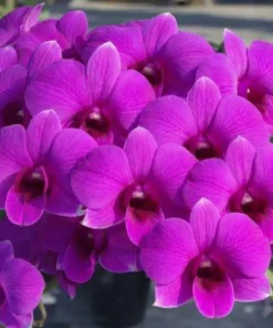 Matured Dendrobium POF Mini Banyen with Flowers or Buds