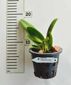 Alternative view of Cattleya Nakonchaisri Red Blooming Size
