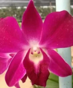 Dendrobium Udon Red Medium Size