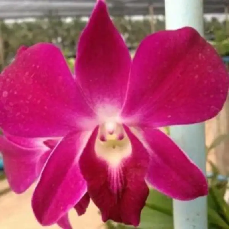 Dendrobium Udon Red Medium Size