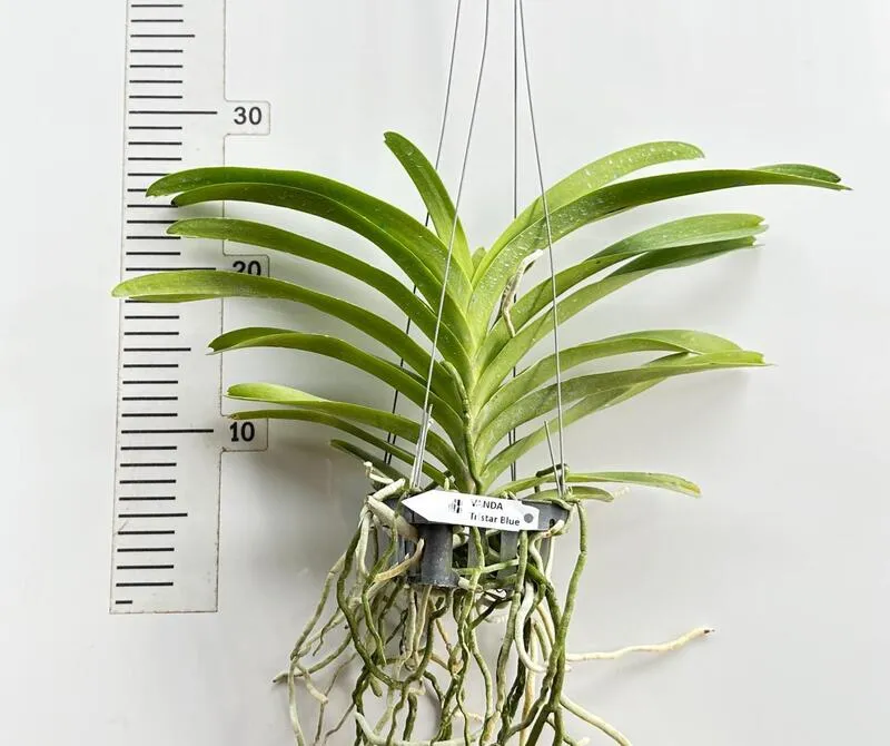 Vanda Tristar Blue Blooming Size - Image 2