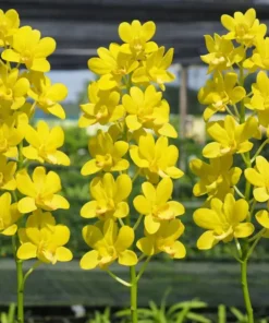 Yellow Gold 26 Seedling