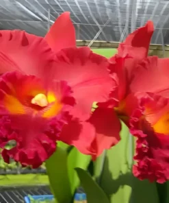 Cattleya Nakonchaisri Red Blooming Size