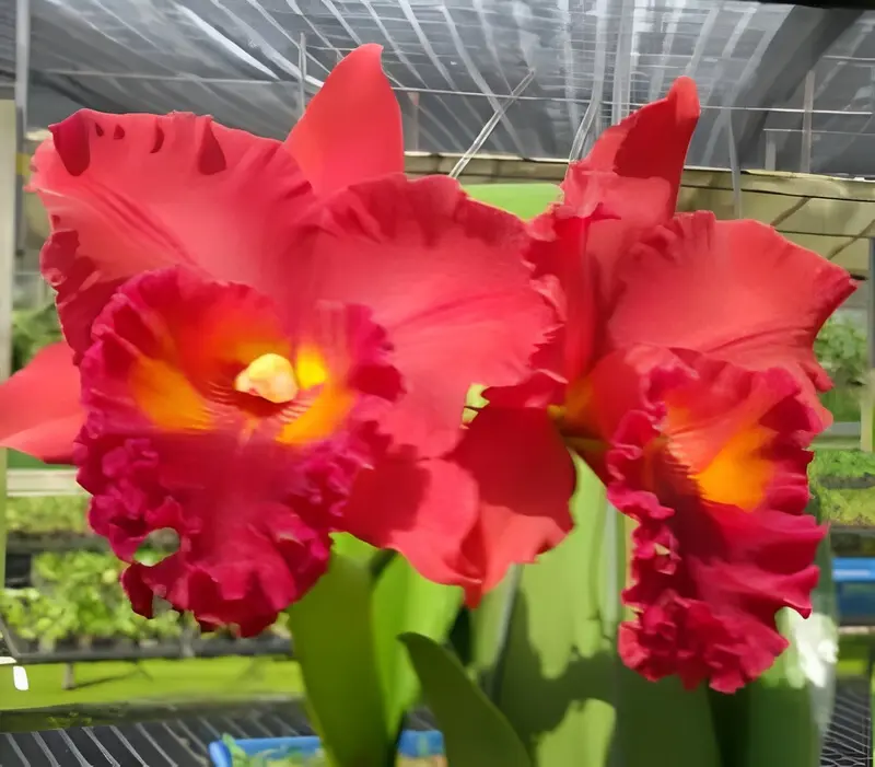 Cattleya Nakonchaisri Red Blooming Size