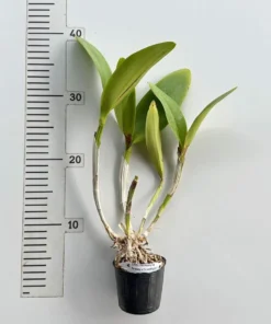 Alternative view of Cattleya Hsinying Fantasy x C. Loddigesii Blooming Size