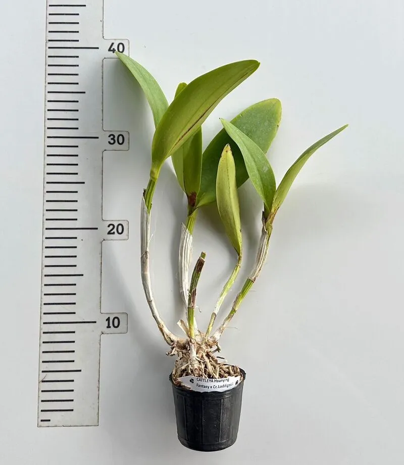 Cattleya Hsinying Fantasy x C. Loddigesii Blooming Size - Image 2