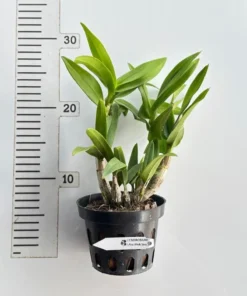 Alternative view of Ready to Flower Size Dendrobium Mini Pink Snow