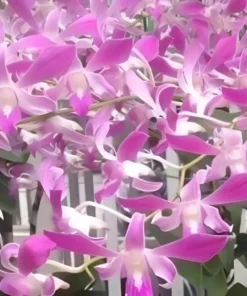 Dendrobium Caesar Jumbo Pink 27 Medium Size