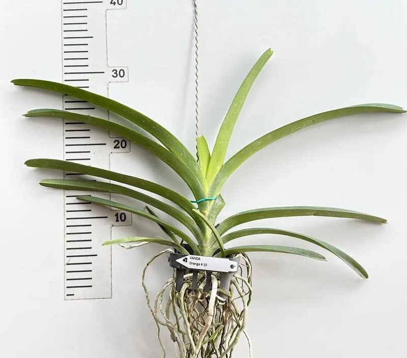 Vanda Orange 10 Blooming Size - Image 2