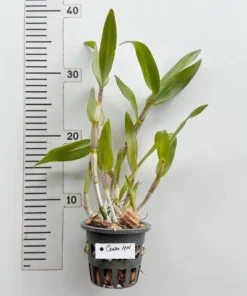 Alternative view of Dendrobium Caesar 4N Medium Size