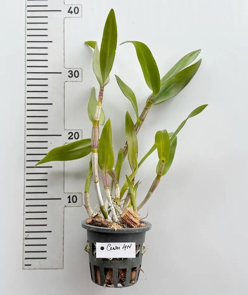 Dendrobium Caesar 4N Medium Size - Image 2