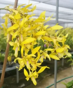 Dendrobium Rabbit Yellow 73 Medium Size