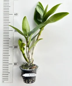 Alternative view of Ready to Flower Size Dendrobium Brown 303