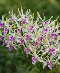 Ready to Flower Size Dendrobium Lowana