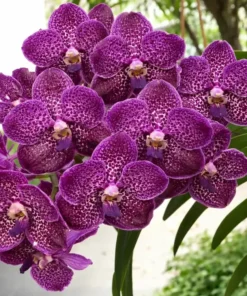 Vanda Dr Anek x Mimi Palmer Blooming Size