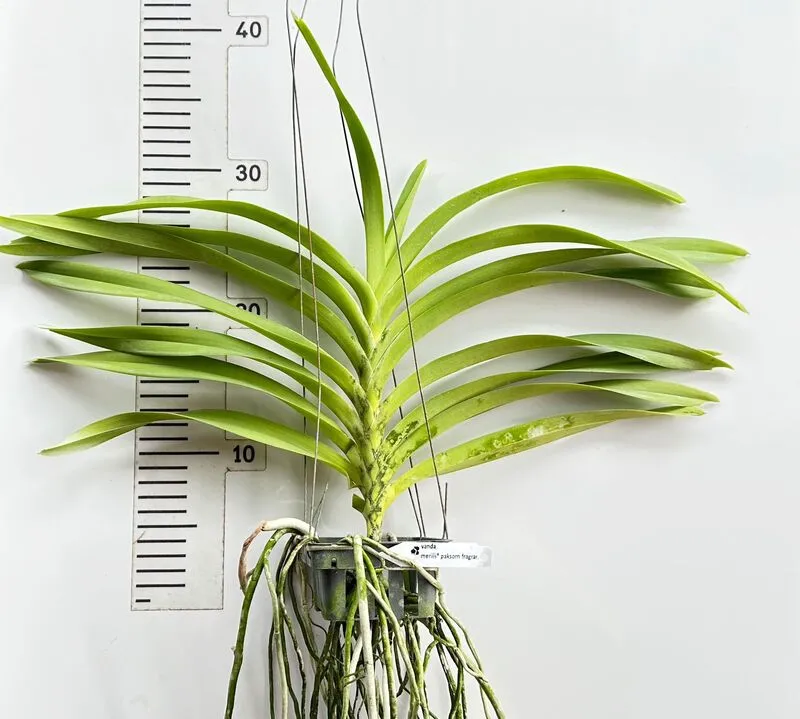 Vanda Merrilli x Paksorn Fragrance Blooming Size - Image 2