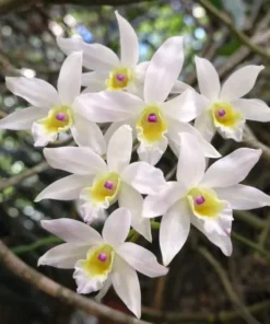 Ready to Flower Size Dendrobium Santana x Hercoglossum