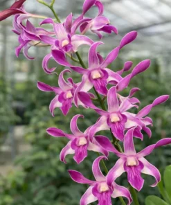 Dendrobium Caesar Jumbo Pink 27 Medium Size