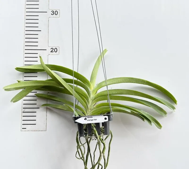 Vanda Orange Fah Blooming Size - Image 2