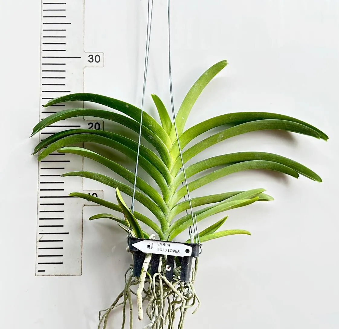 Vanda Gold Lover Blooming Size - Image 2