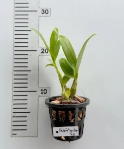 Alternative view of Dendrobium Rabbit Yellow 73 Medium Size