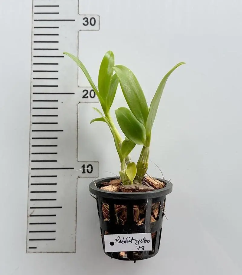 Dendrobium Rabbit Yellow 73 Medium Size - Image 2