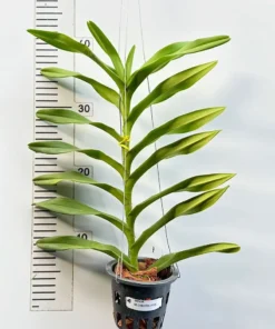 Alternative view of Mokara Christine Pink Blooming size