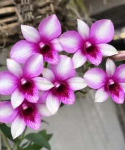 Matured Dendrobium POF Rainbow with Flowers or Buds