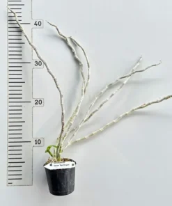 Alternative view of Ready to Flower Size Dendrobium Nestor Red Dragon