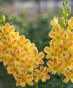 Yellow Glow 746 Seedling