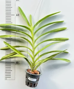 Alternative view of Mokara Blue Spot Blooming size