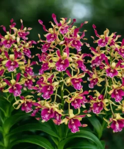 Green Pink Twist Seedling