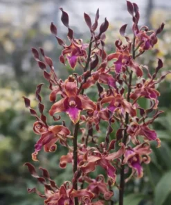 Ready to Flower Size Dendrobium Brown Red Spin