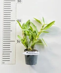 Alternative view of Ready to Flower Size Dendrobium Nobile Rainbow Dance
