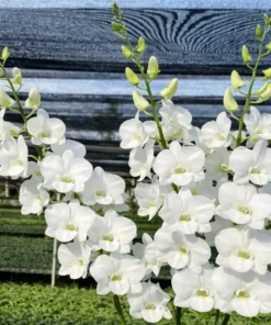 Big White 3 Seedling