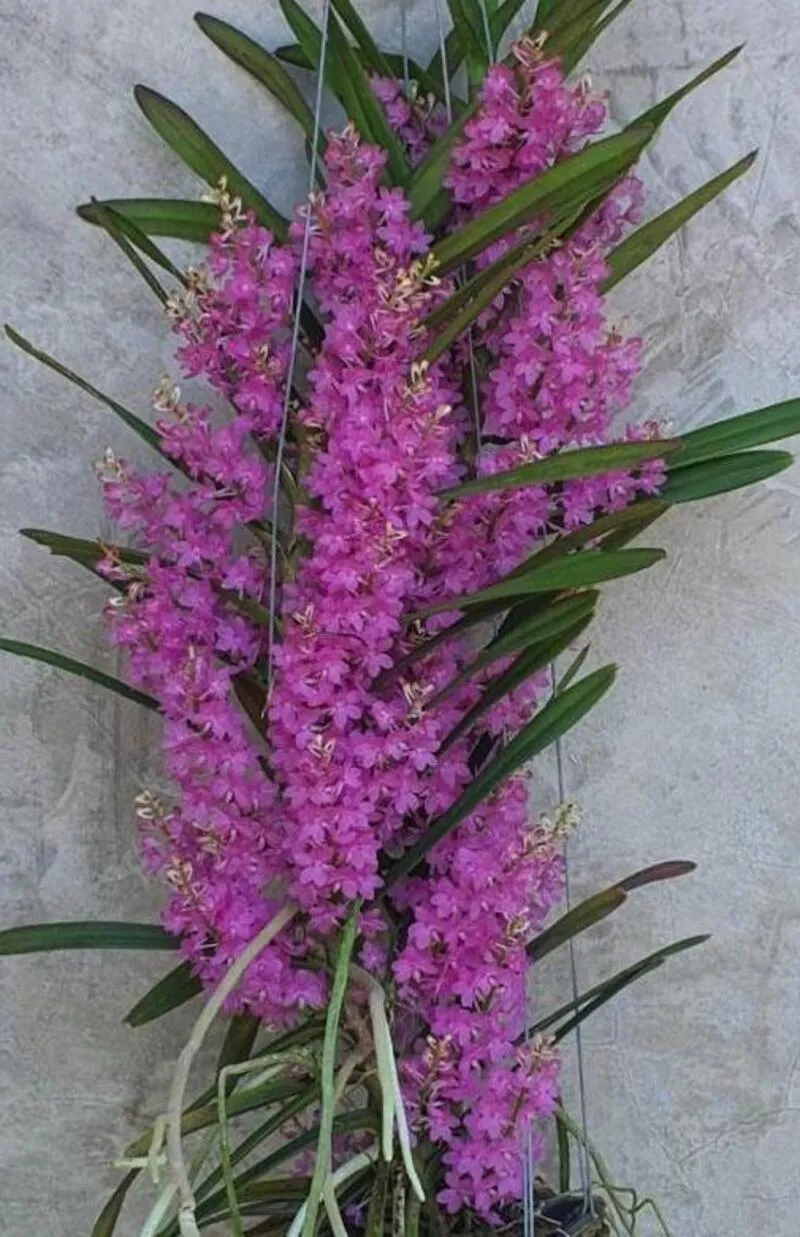 Vanda Motes Adorbs Blooming Size