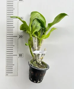 Alternative view of Ready to Flower Size Dendrobium King Dragon Big Lip